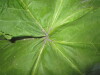 Thumbnail IMG_2503.JPG 