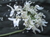 Thumbnail IMG_2507.JPG 