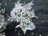 Thumbnail IMG_2508.JPG 