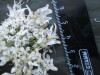 Thumbnail IMG_2509.JPG 