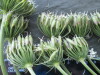Thumbnail IMG_2510.JPG 