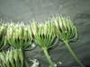 Thumbnail IMG_2511.JPG 
