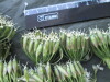 Thumbnail IMG_2512.JPG 
