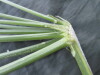 Thumbnail IMG_2514.JPG 