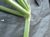 Thumbnail IMG_2515.JPG 