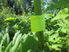 Thumbnail IMG_1443.JPG 