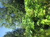 Thumbnail IMG_1446.JPG 