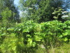 Thumbnail IMG_1447.JPG 