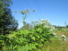 Thumbnail IMG_1449.JPG 