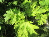 Thumbnail IMG_1451.JPG 