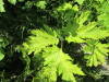 Thumbnail IMG_1452.JPG 