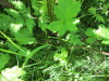 Thumbnail IMG_1453.JPG 