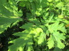 Thumbnail IMG_1454.JPG 