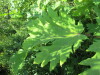 Thumbnail IMG_1455.JPG 