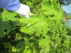 Thumbnail IMG_1456.JPG 