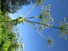 Thumbnail IMG_1457.JPG 