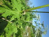Thumbnail IMG_1458.JPG 