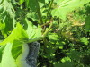 Thumbnail IMG_1460.JPG 