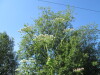 Thumbnail IMG_1461.JPG 