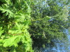 Thumbnail IMG_1462.JPG 
