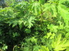 Thumbnail IMG_1463.JPG 