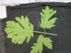 Thumbnail IMG_2952.JPG 