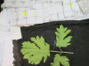 Thumbnail IMG_2953.JPG 