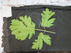 Thumbnail IMG_2954.JPG 