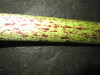 Thumbnail IMG_2955.JPG 