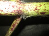 Thumbnail IMG_2956.JPG 