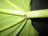 Thumbnail IMG_2957.JPG 