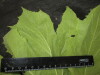 Thumbnail IMG_2958.JPG 
