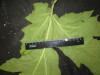 Thumbnail IMG_2959.JPG 