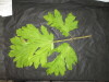 Thumbnail IMG_2960.JPG 