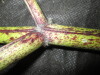 Thumbnail IMG_2961.JPG 