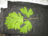 Thumbnail IMG_2962.JPG 