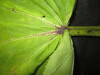 Thumbnail IMG_2963.JPG 