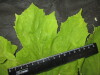 Thumbnail IMG_2964.JPG 