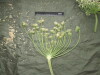 Thumbnail IMG_2968.JPG 