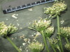 Thumbnail IMG_2969.JPG 