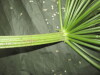 Thumbnail IMG_2970.JPG 