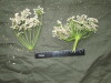 Thumbnail IMG_2972.JPG 