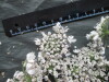Thumbnail IMG_2973.JPG 