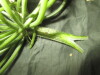 Thumbnail IMG_2975.JPG 