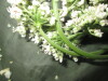 Thumbnail IMG_2976.JPG 