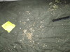 Thumbnail IMG_2978.JPG 