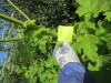Thumbnail IMG_1464.JPG 