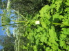 Thumbnail IMG_1465.JPG 