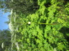 Thumbnail IMG_1466.JPG 