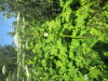 Thumbnail IMG_1467.JPG 